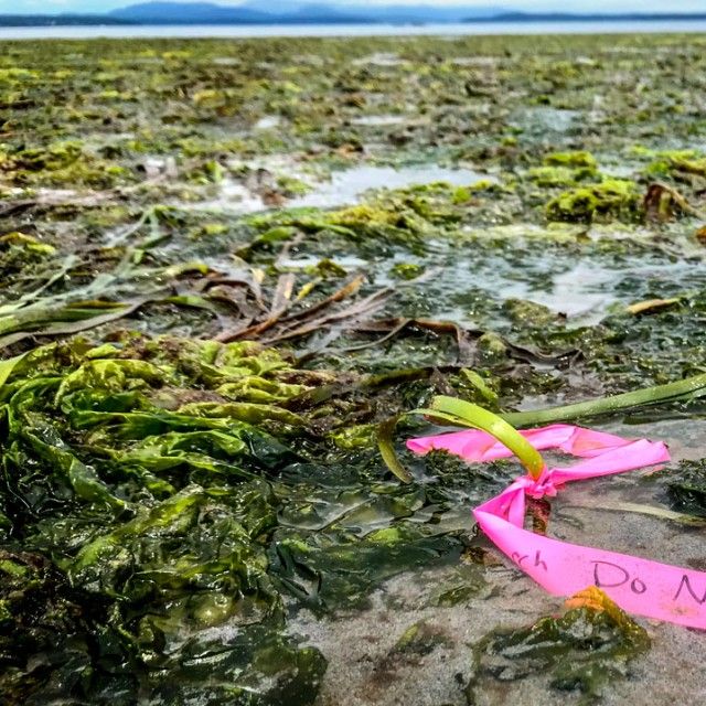 Seagrass at low tide on San Juan Island, Washington